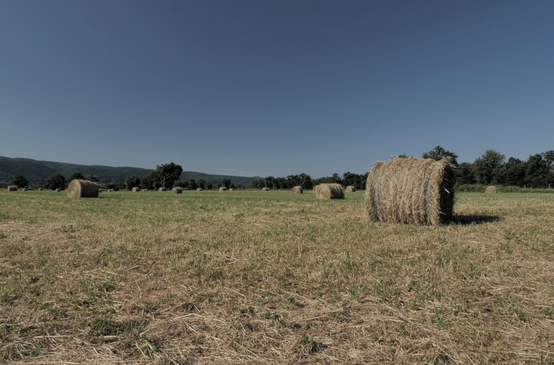 Plan fixe sur balles de foin