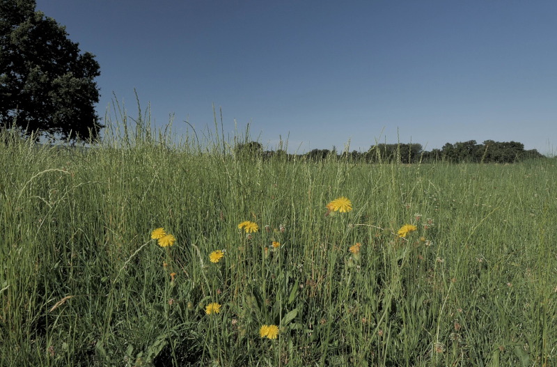 Très gros plan sur herbes et fleurs