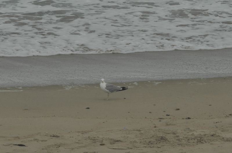 Mouette sur la plage