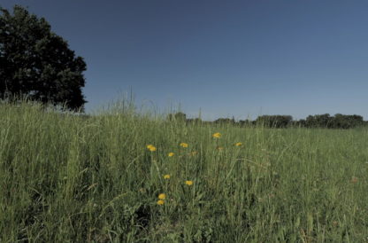 Gros plan sur herbes et fleurs