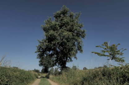 Travelling vertical sur arbre