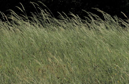 Plan fixe herbes sous le vent