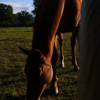 Chevaux dans le pré