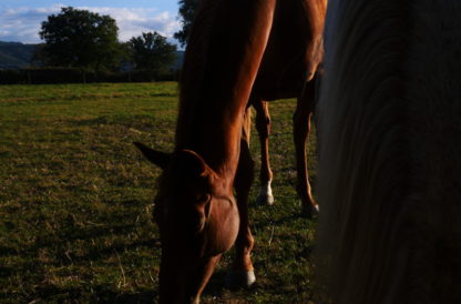 Chevaux dans le pré