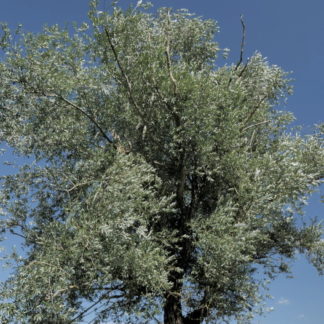 Arbre en travelling vertical