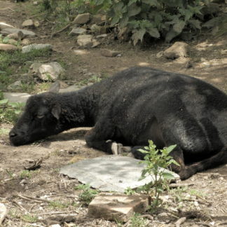 Brebis à la sieste