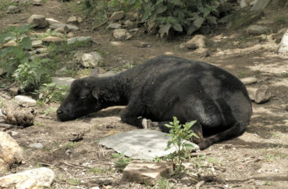 Brebis à la sieste