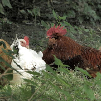 Coq et poules