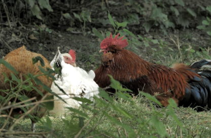 Coq et poules