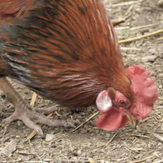 Coq en gros plan