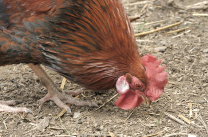 Coq en gros plan