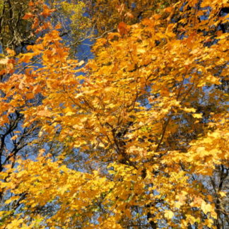 Feuilles d'automne en travelling vertical