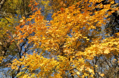 Feuilles d'automne en travelling vertical