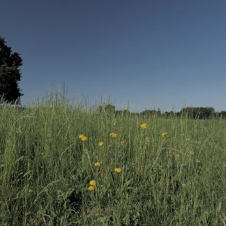 Gros plan sur herbes et fleurs