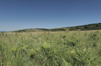 Herbes dans le vent