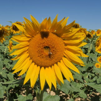 Plan panoramique Tournesols