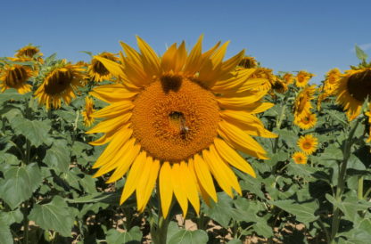 Plan panoramique Tournesols