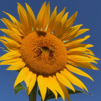 Plan panoramique Tournesols-soleil