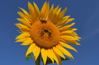 Plan panoramique Tournesols-soleil