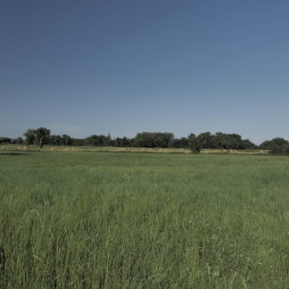 Panoramique sur champ en été