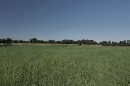 Panoramique sur champ en été