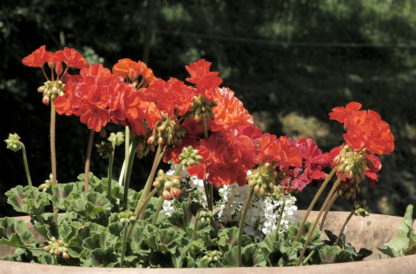 Plan fixe fleurs