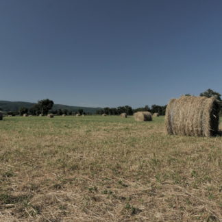 Plan fixe sur balles de foin