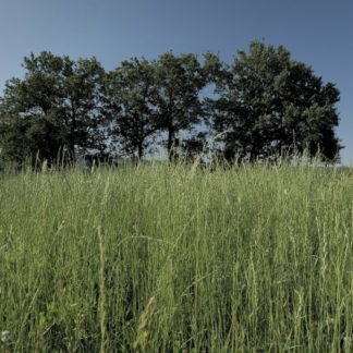 Plan fixe sur herbes et arbres