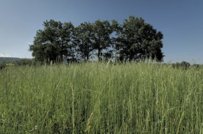 Plan fixe sur herbes et arbres