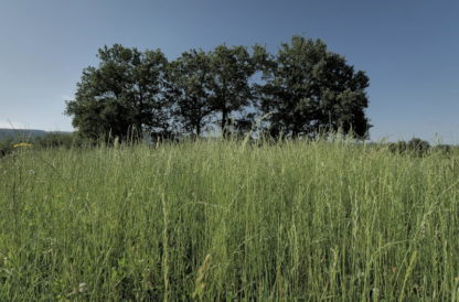 Plan fixe sur herbes et arbres