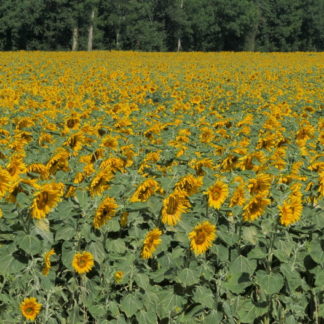 Vidéo plan fixe sur tournesols