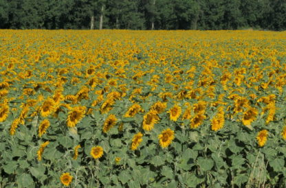 Vidéo plan fixe sur tournesols