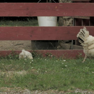 Poussins avec poule