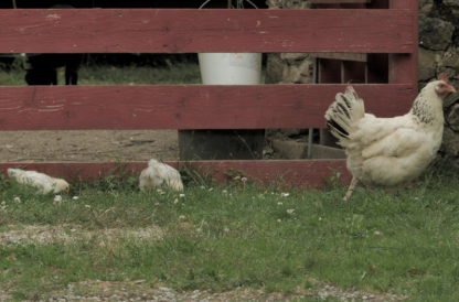 Poussins avec poule