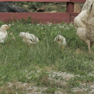 Poussins avec coq et poules