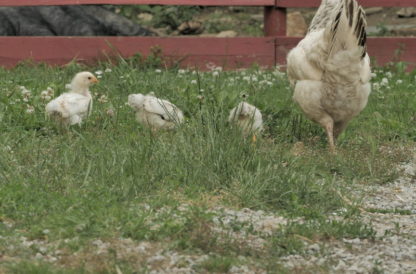 Poussins avec coq et poules