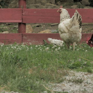 Poussins avec poules