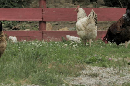 Poussins avec poules