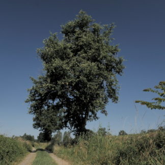 Travelling vertical sur arbre