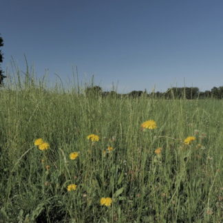 Très gros plan sur herbes et fleurs