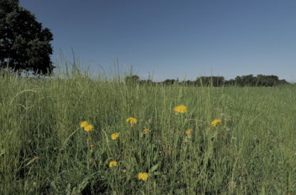 Très gros plan sur herbes et fleurs