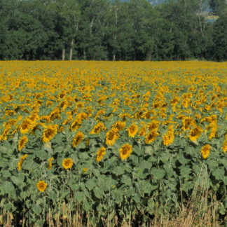 Zoom avant, zoom arrière sur tournesols