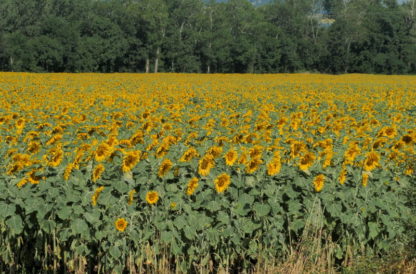 Zoom avant, zoom arrière sur tournesols