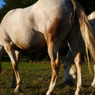 Chevaux en gros plan