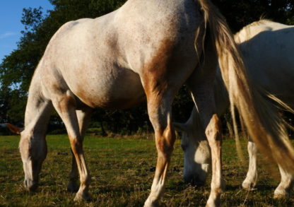 Chevaux en gros plan