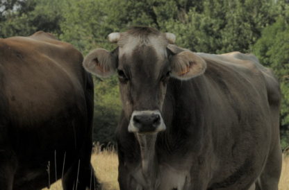 Gros plan sur vache