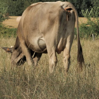 Vache qui broute