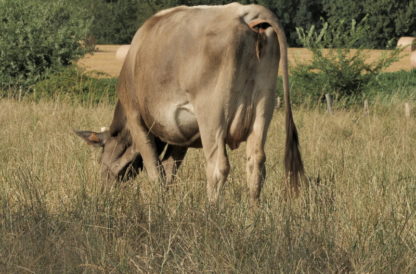 Vache qui broute