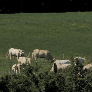 Vaches au téléobjectif