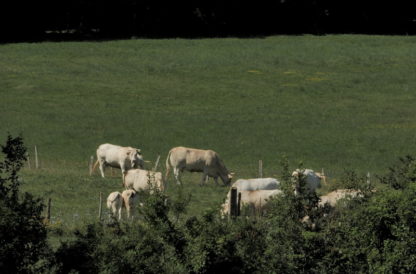 Vaches au téléobjectif